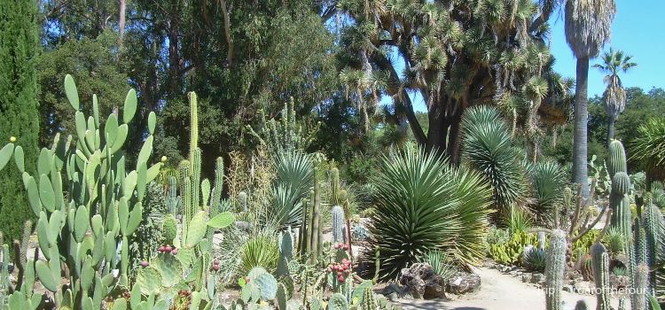 The Arizona Cactus Garden At Stanford University Travel Guidebook