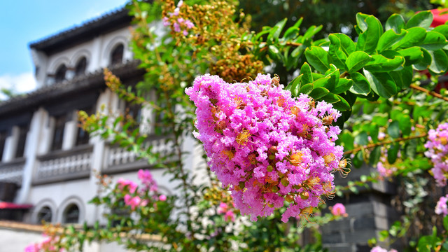 此时五月台儿庄古城，花开正盛，各色美景带给你小惊喜！