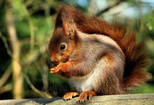 British Wildlife Centre景点图片