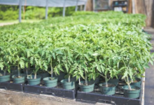 The Ark Herb Farm景点图片