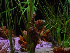 Texas State Aquarium-科珀斯克里斯蒂