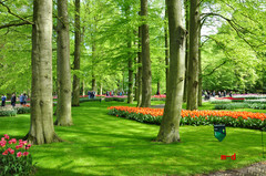 荷兰游记图片] 四月到荷兰去看花