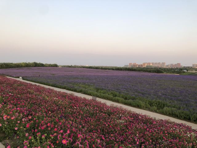 通辽薰衣草庄园旅行图片 4