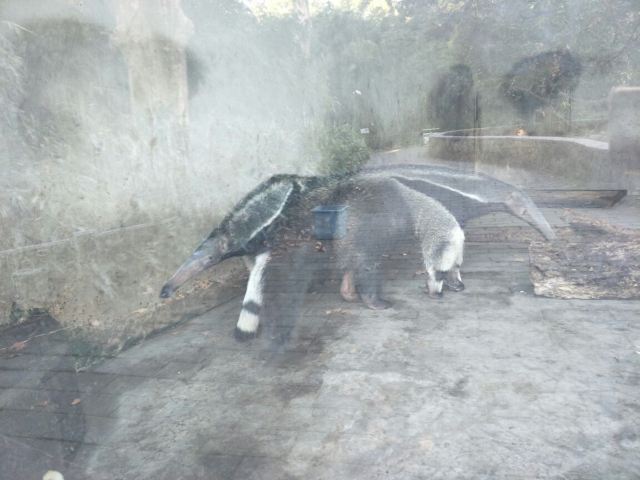 Shanghai Zoo