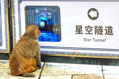 文成游记图片] 温州猴王谷生态猴成风景，看猴勿耍猴，三大纪律八项注意才有乐趣