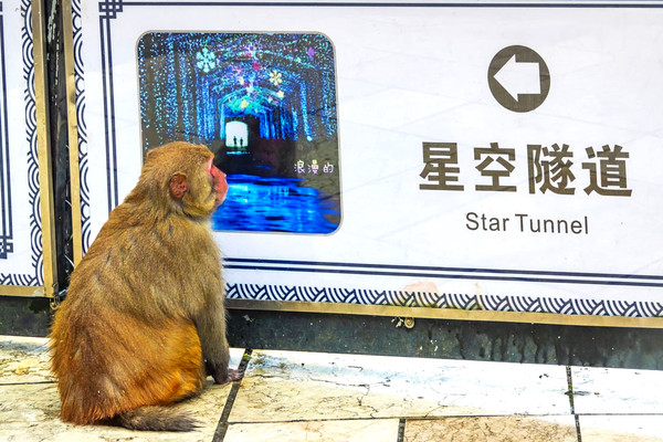 温州猴王谷生态猴成风景，看猴勿耍猴，三大纪律八项注意才有乐趣
