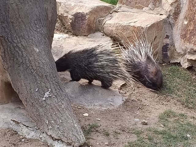 Shanghai Wild Animal Park
