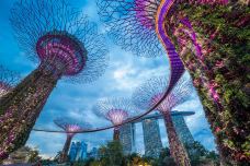 新加坡滨海湾花园-新加坡-C-IMAGE