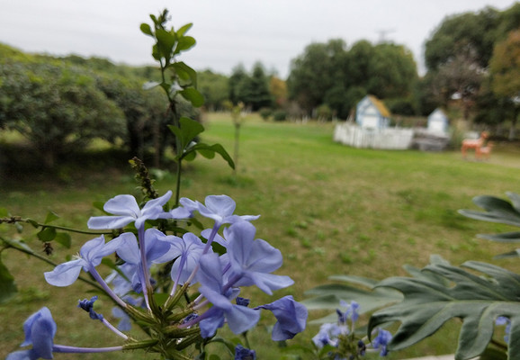 蓝花丹，炎炎夏日里的一抹清凉