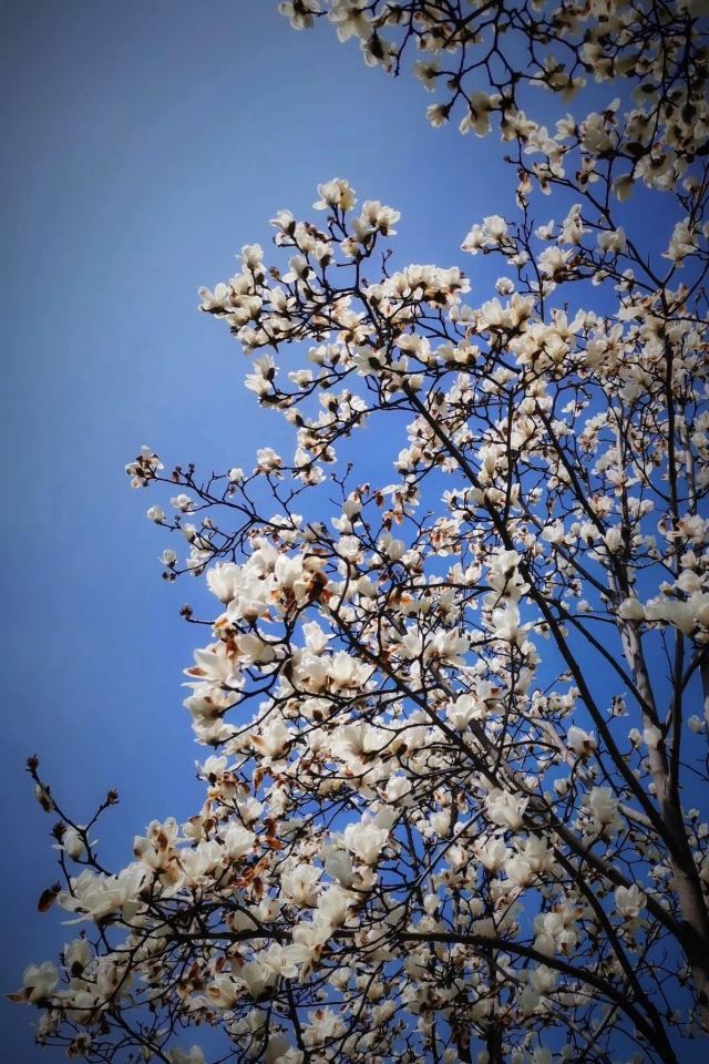 东安公园旅行图片 6