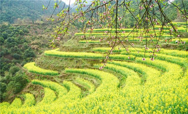 中国最美的春天在婺源，流动的清明上河图里，10万亩油菜花盛放