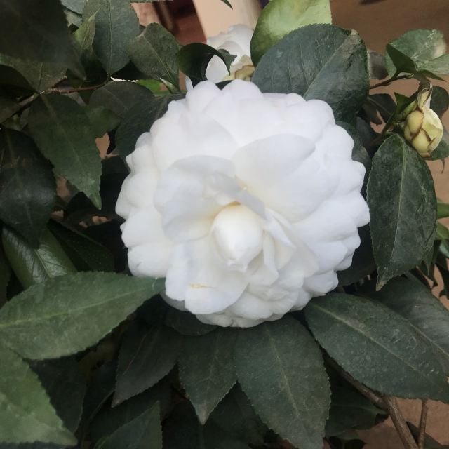 花之城旅行图片 2