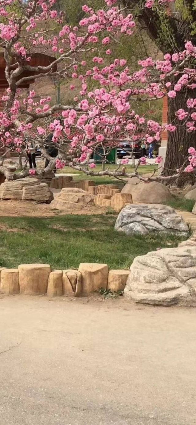 樱花园旅行图片 2