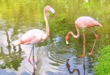 Sarasota Jungle Gardens景点图片