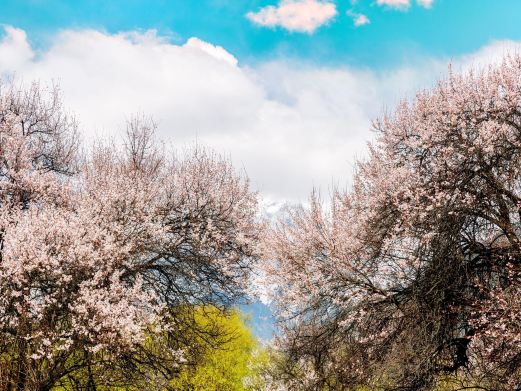 嘎拉桃花村