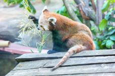 国家动物园-华盛顿-尊敬的会员