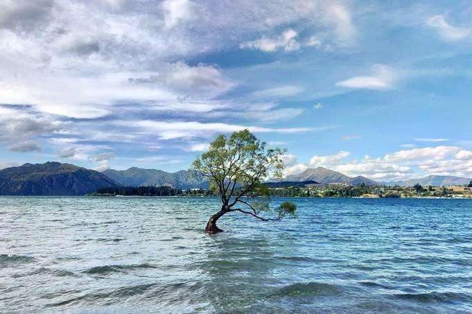 Lone Tree Of Lake Wanaka Travel Guidebook Must Visit Attractions Lone Tree Of Lake Wanaka Travel Guidebook Must Visit Attractions
