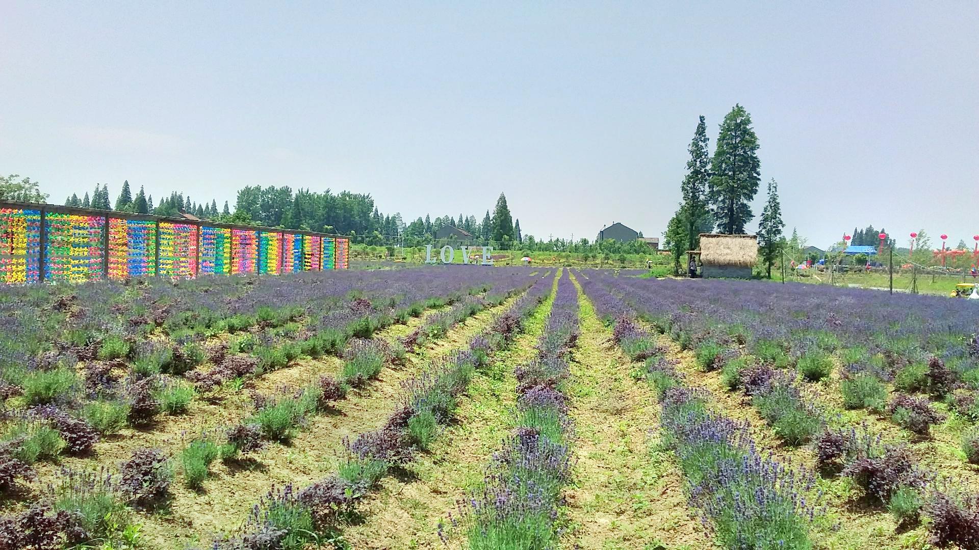 薰衣草店