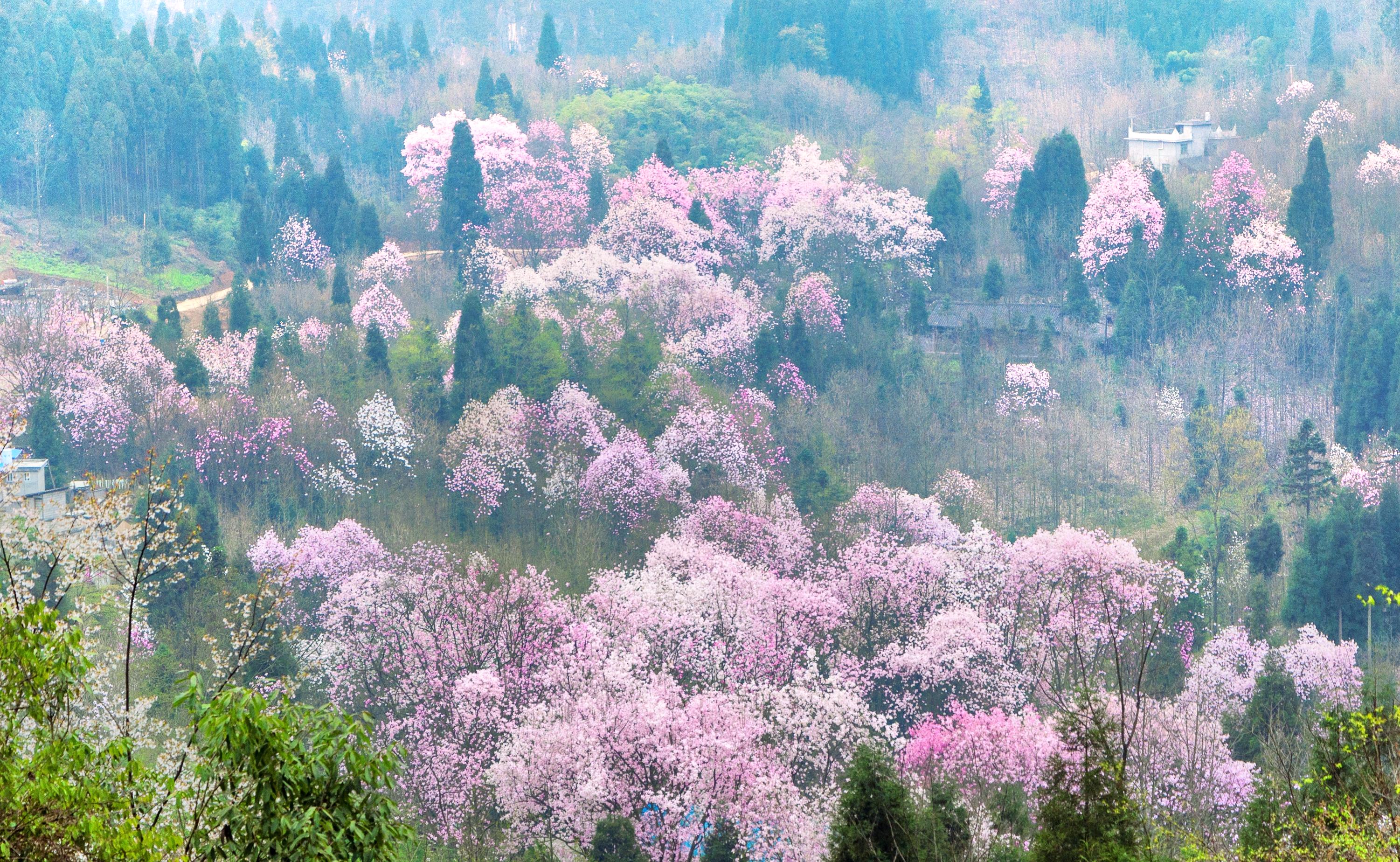 吴家后山
