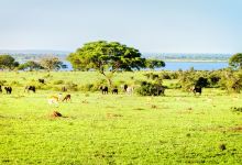 Murchison Falls National Park景点图片