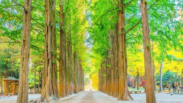 Metasequoia Tree Lane