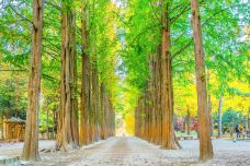 水杉大道-春川市-doris圈圈