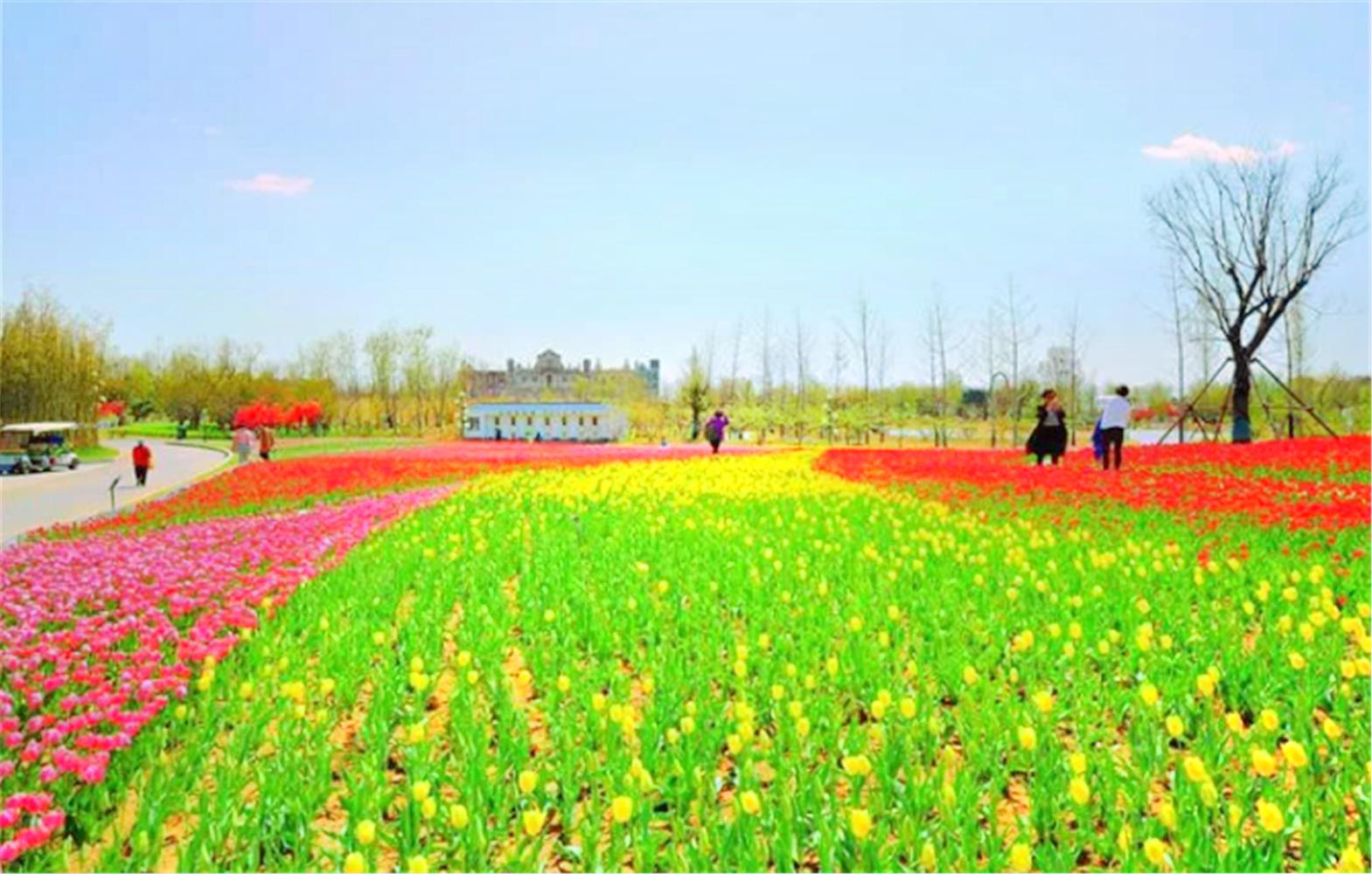 泰山花海