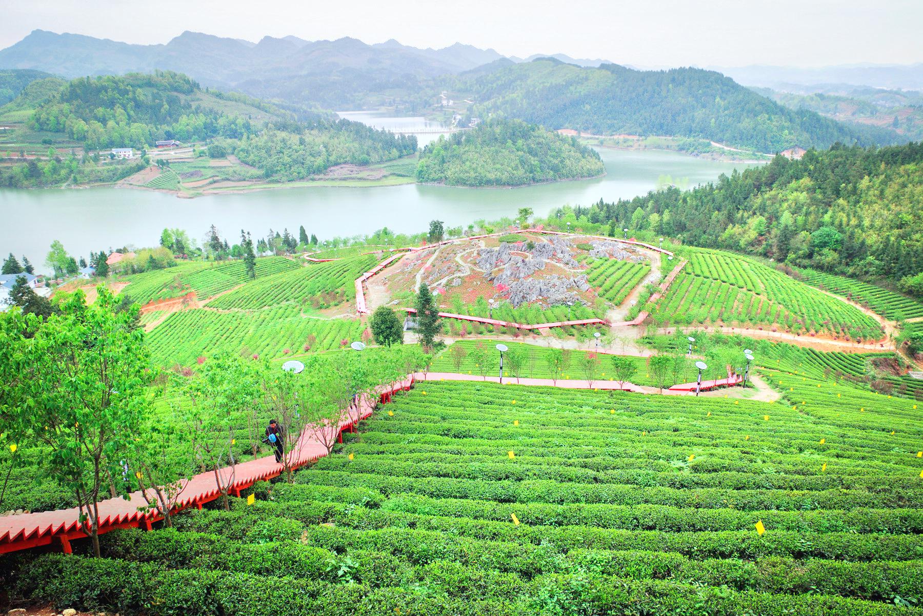 二龙茶场