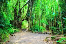 竹林-茂宜县-尊敬的会员