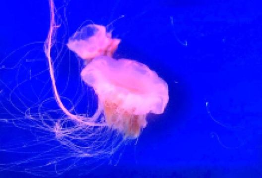 南海洋水母王国景点图片