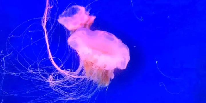 南海洋水母王國