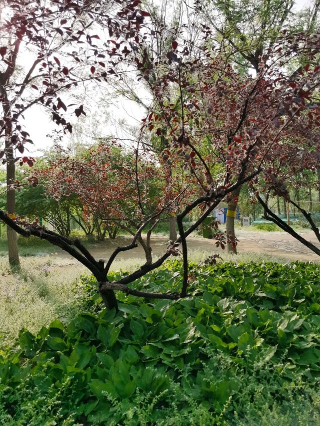 奥北森林公园二期北区旅行图片 3