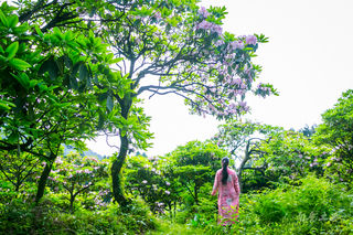 天台山，唐朝400多诗人趋之若鹜，却错过这里的千年杜鹃