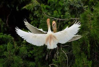洪泽湖湿地观鸟园游记