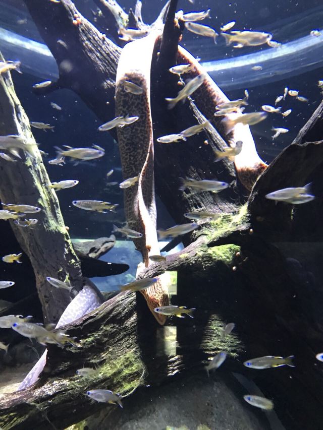 Cairns Aquarium