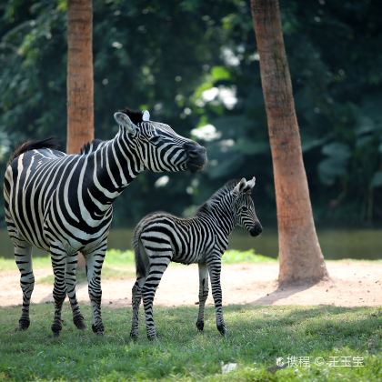 广州长隆+珠海长隆5日4晚私家团