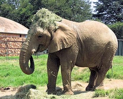 Johannesburg Zoo