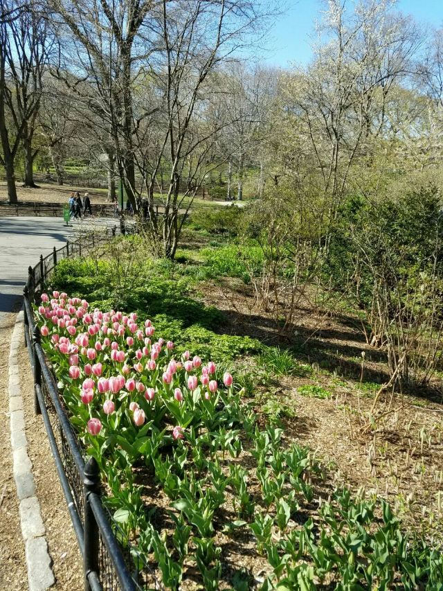 Central Park