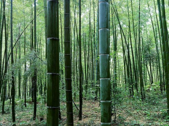 Shunan Zhuhai (“South Sichuan Bamboo Sea”) National Park