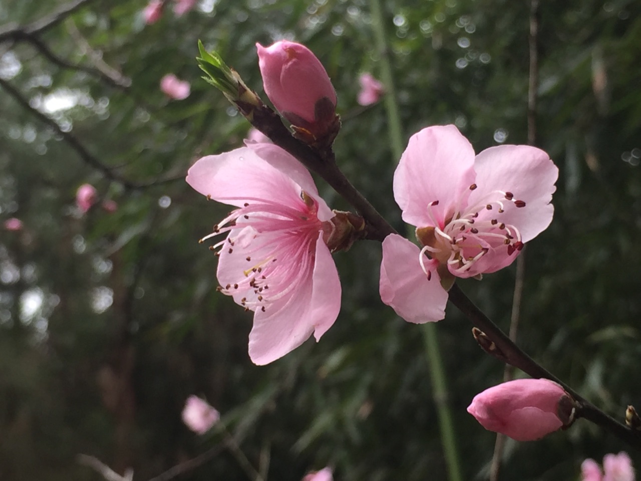 万州拍的花花草草