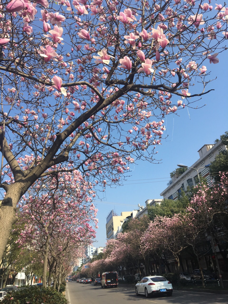 隐藏在台州的十里玉兰花街景