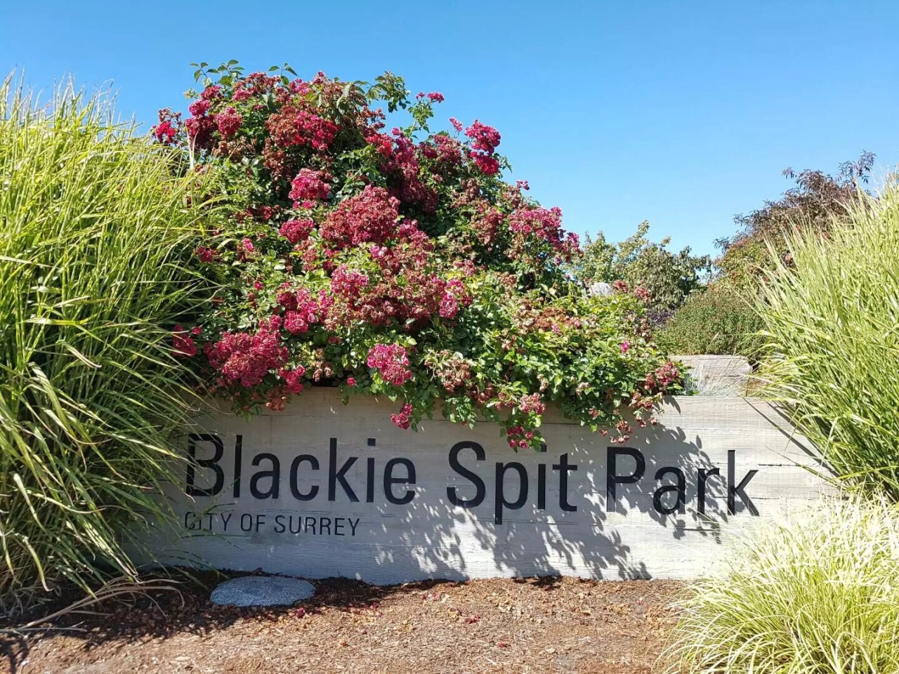 blackie spit park