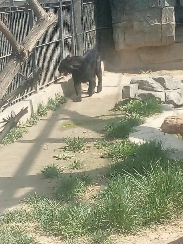 스자좡 도심 동물원