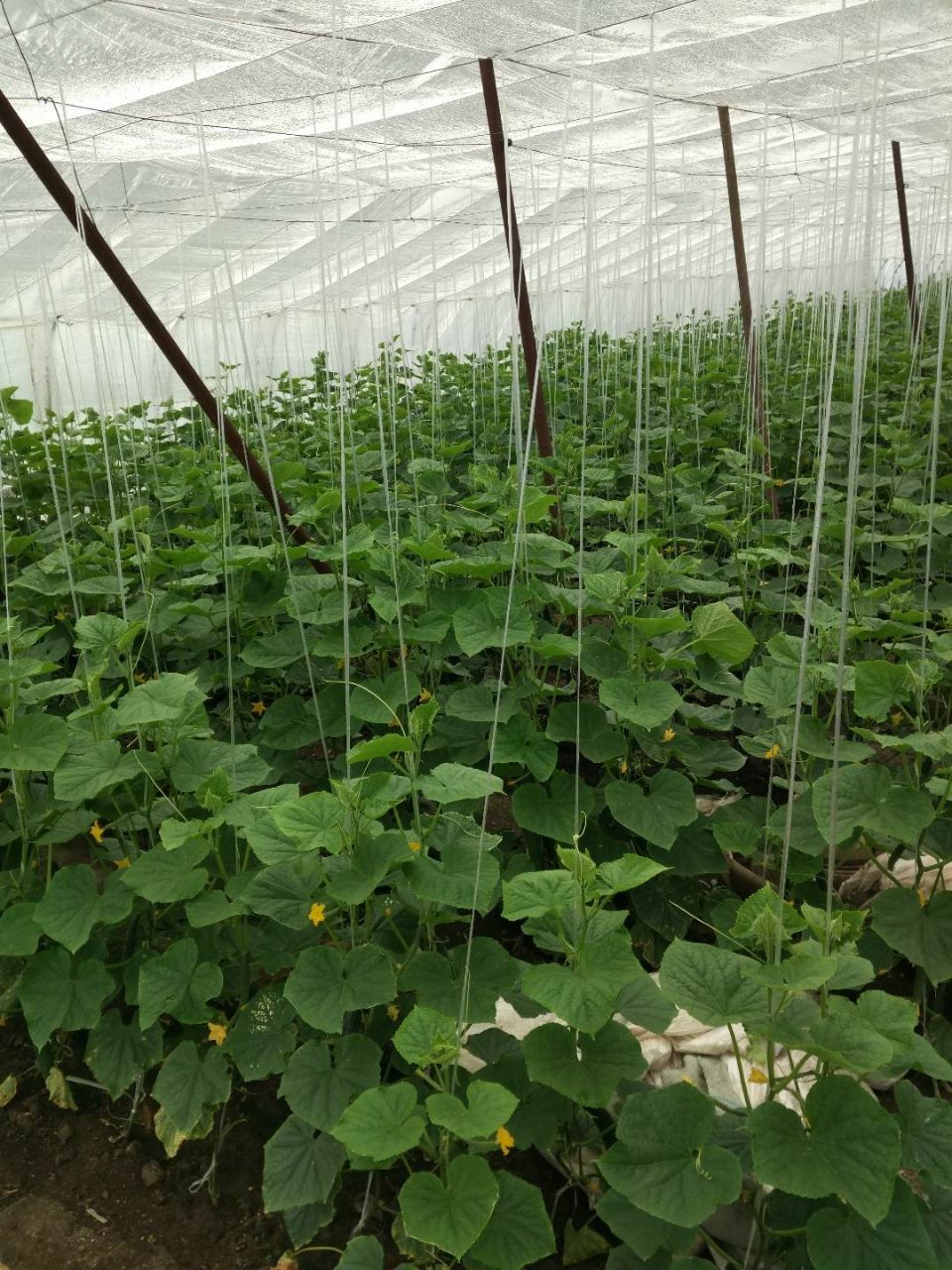 吉庆面掌柜私房菜(育才街店)