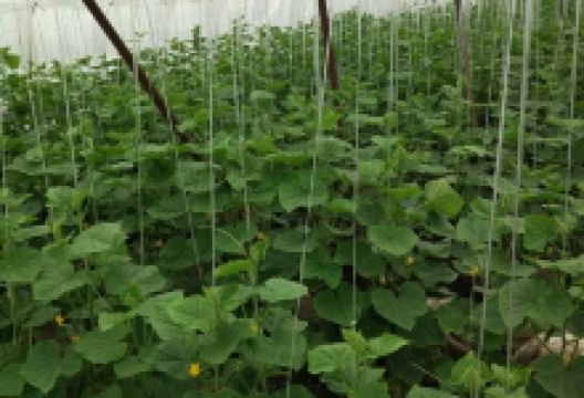 吉庆面掌柜私房菜(育才街店)美食图片