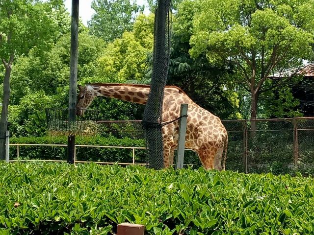 Shanghai Wild Animal Park