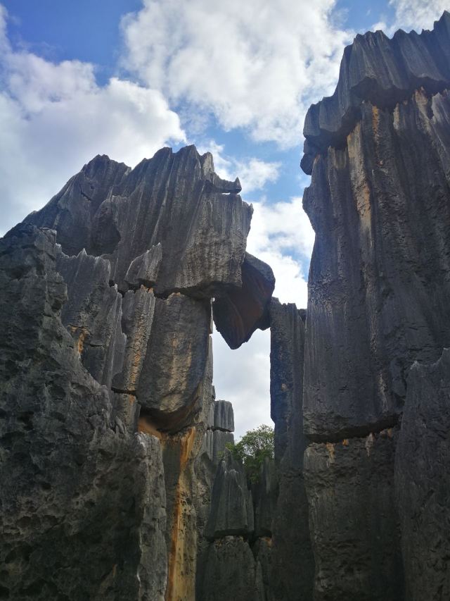 Stone Forest