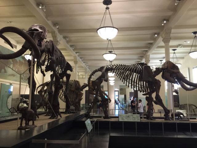 American Museum of Natural History