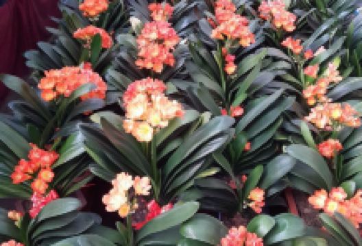 锦绣盛龙花卉市场(复兴商贸城店)购物图片