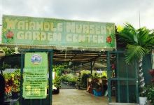 Waiahole Nursery and Garden Center Bistro购物图片
